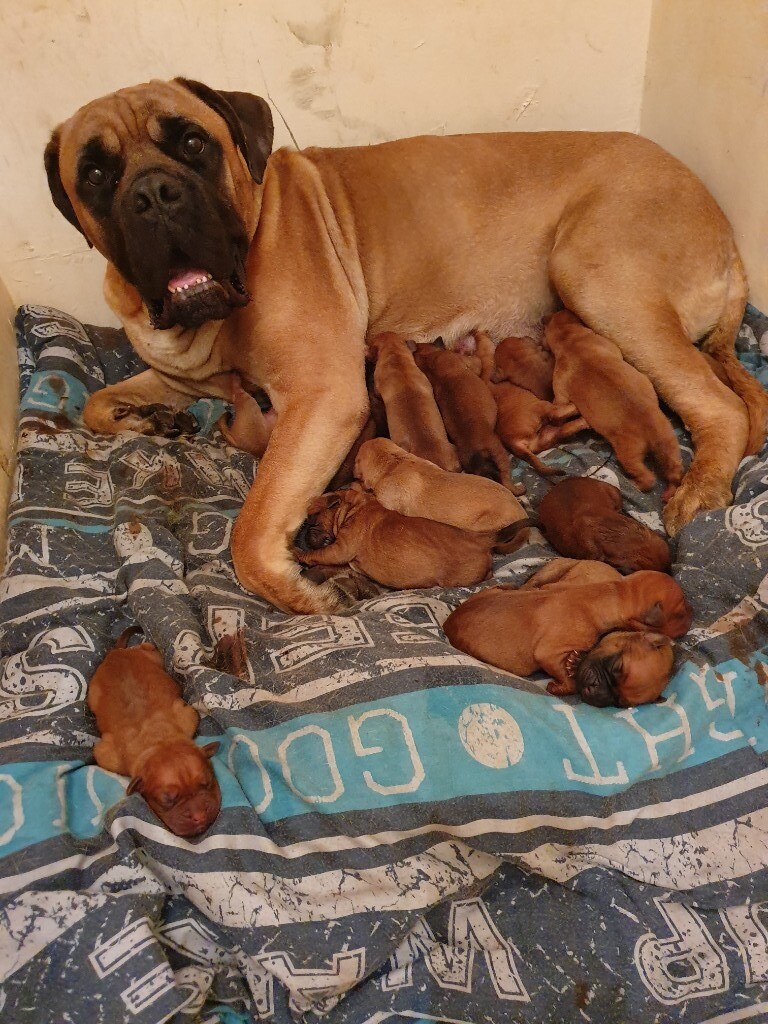 dogue de bordeaux cross mastiff puppies
